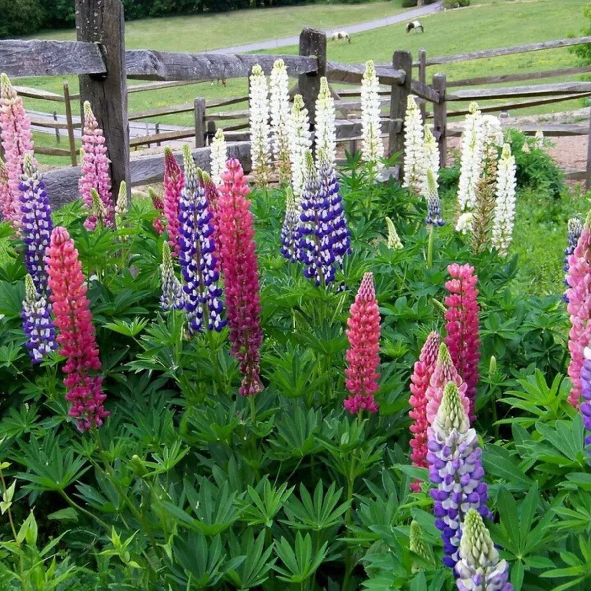 Russell Strain Mixture Lupine Seeds - Bluebonnet
