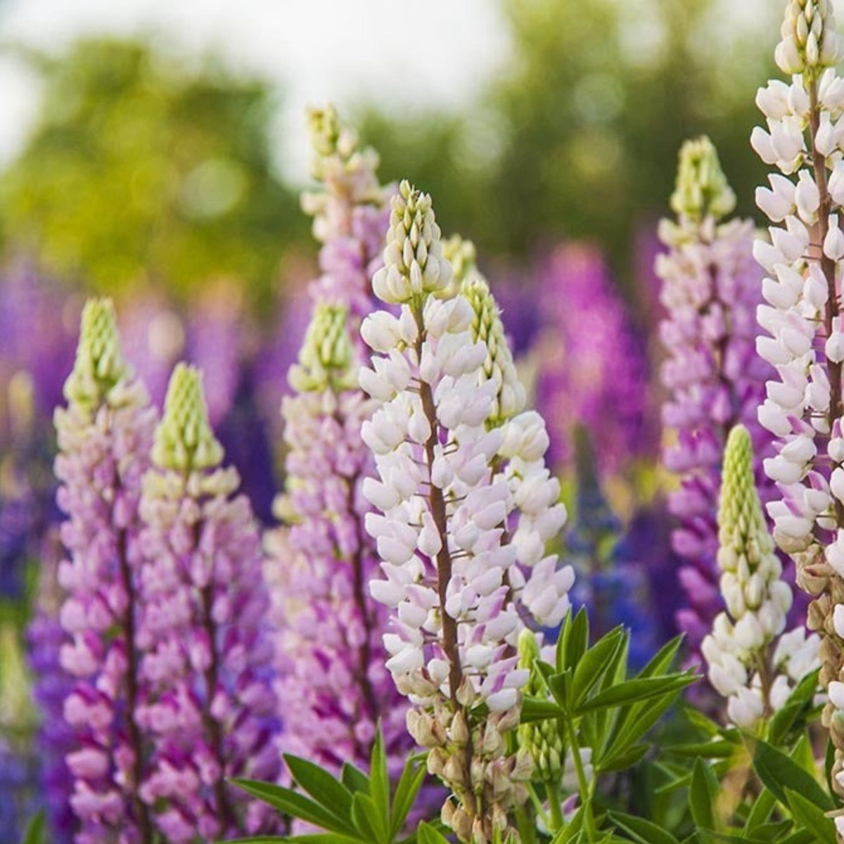 Russell Strain Mixture Lupine Seeds - Bluebonnet