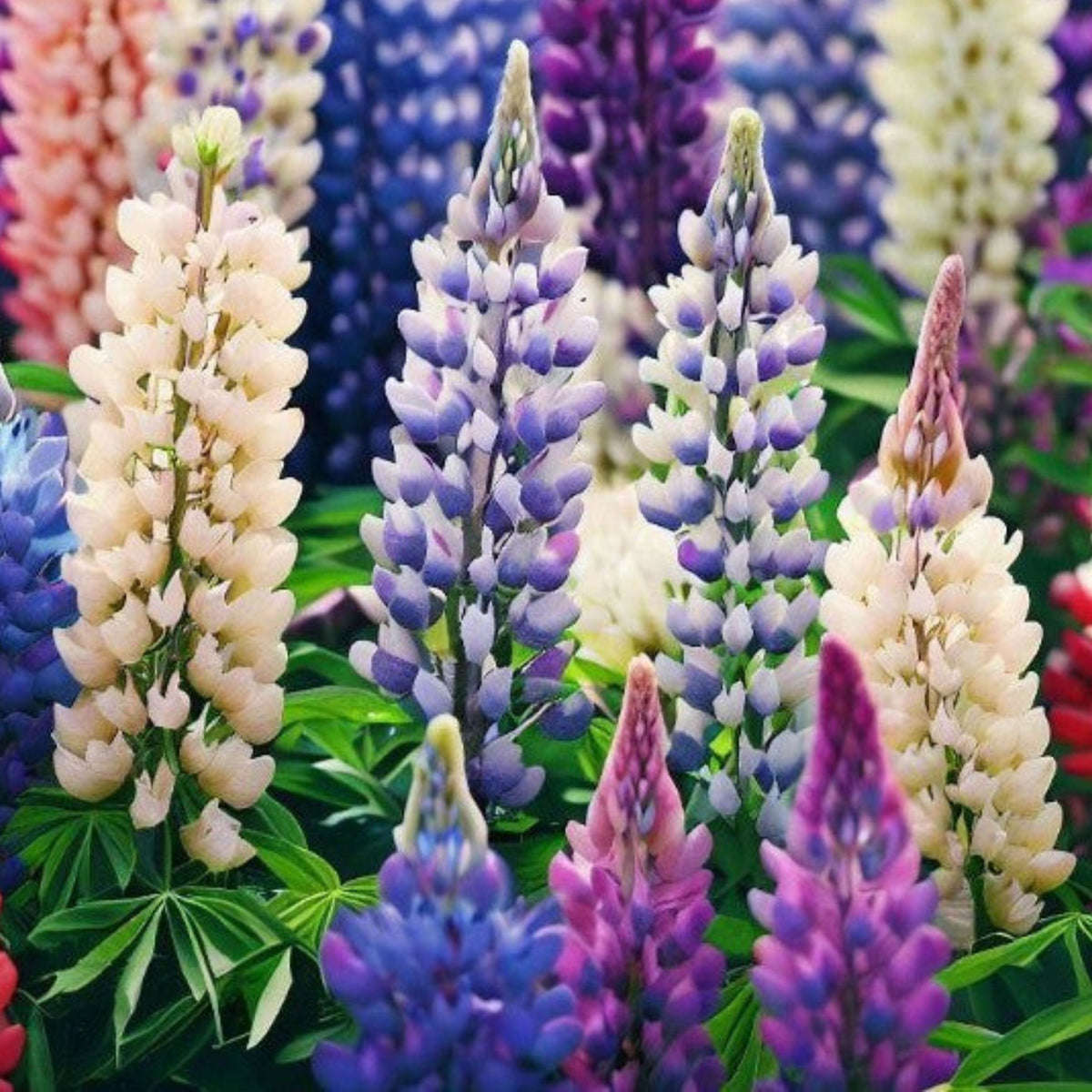 Russell Strain Mixture Lupine Seeds