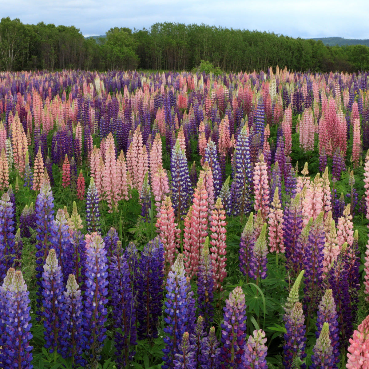 Russell Strain Mixture Lupine Seeds - Bluebonnet
