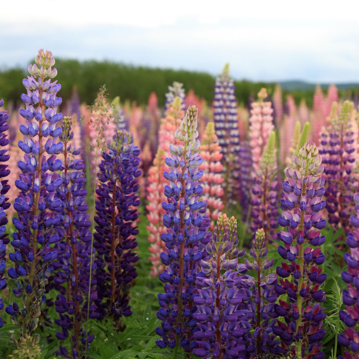 Russell Strain Mixture Lupine Seeds - Bluebonnet