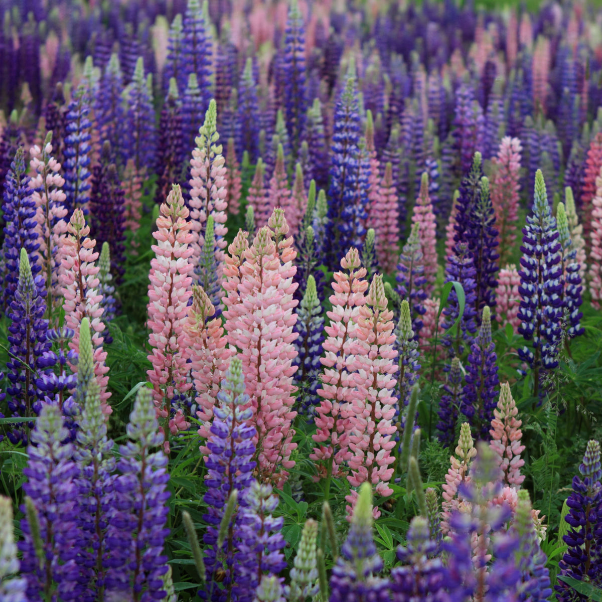 Russell Strain Mixture Lupine Seeds