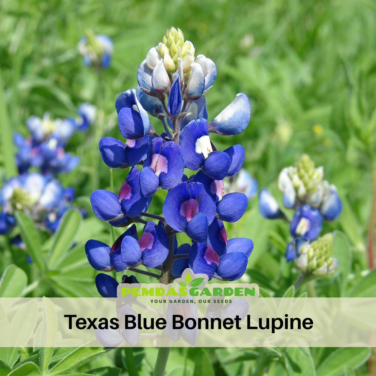 Texas Blue Bonnet Lupine Seeds