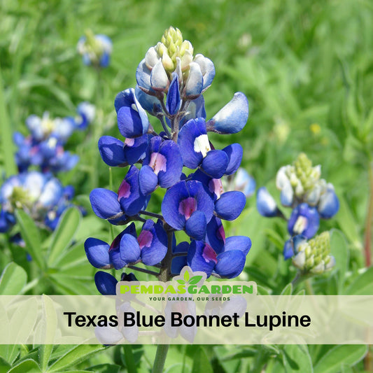 Texas Blue Bonnet Lupine Seeds