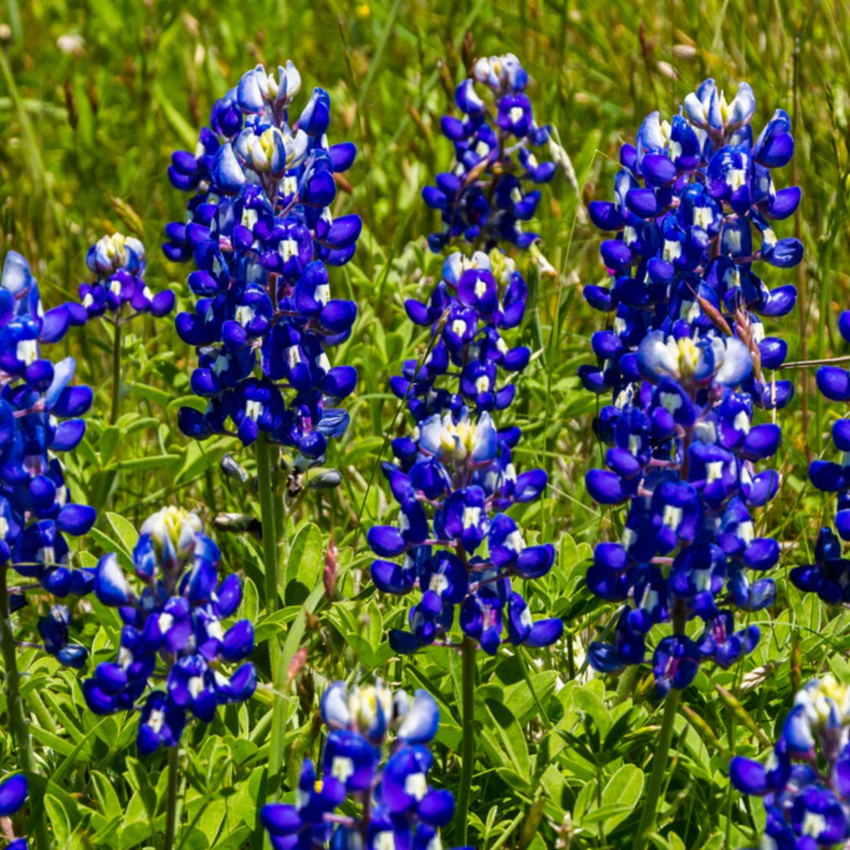 Texas Blue Bonnet Lupine Seeds - Bluebonnet