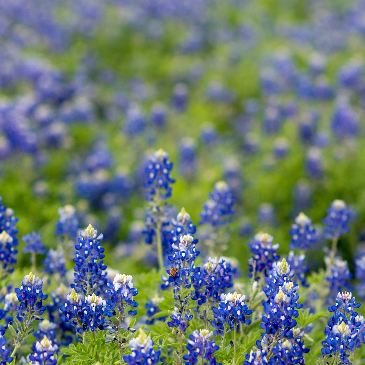 Texas Blue Bonnet Lupine Seeds - Bluebonnet