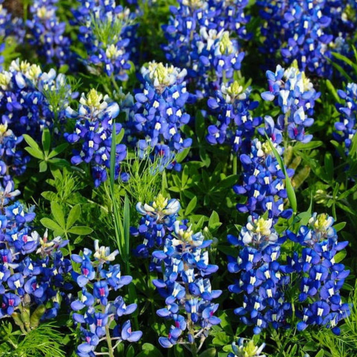 Texas Blue Bonnet Lupine Seeds - Bluebonnet