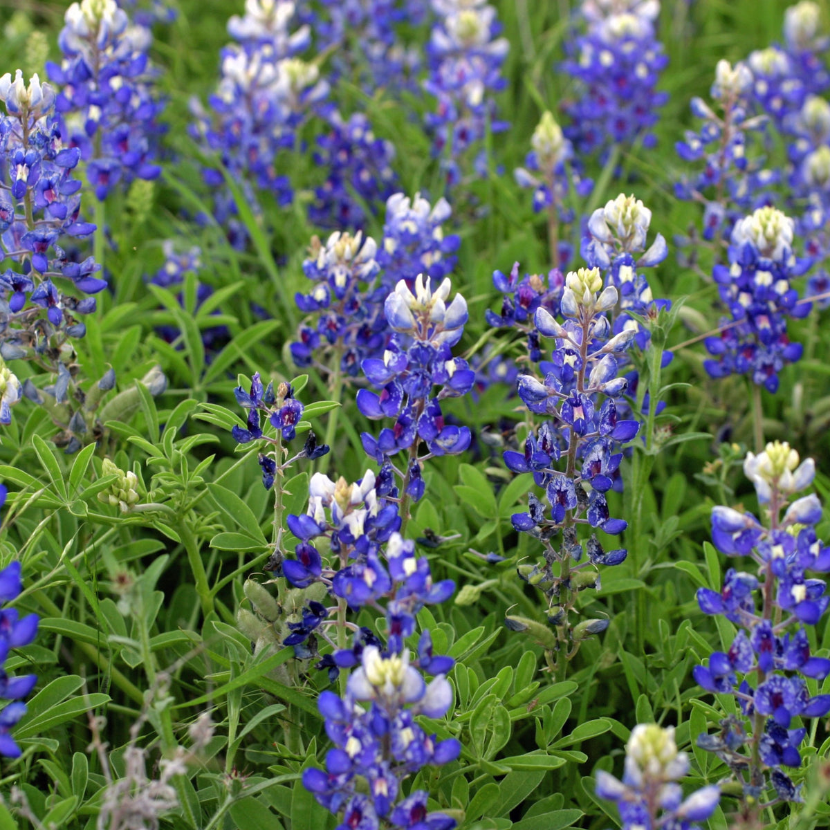 Texas Blue Bonnet Lupine Seeds