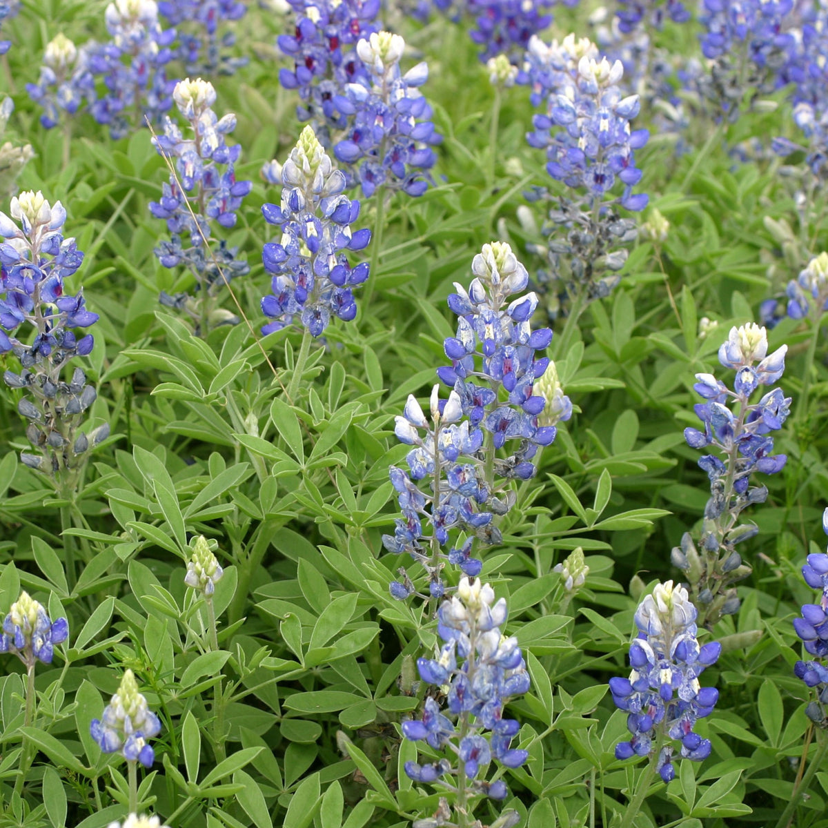 Texas Blue Bonnet Lupine Seeds