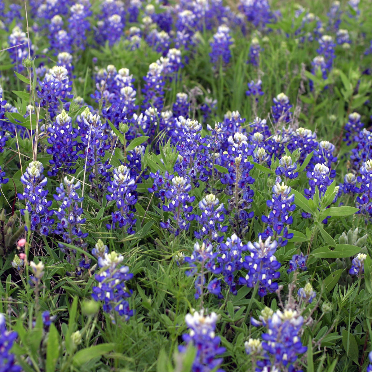 Texas Blue Bonnet Lupine Seeds