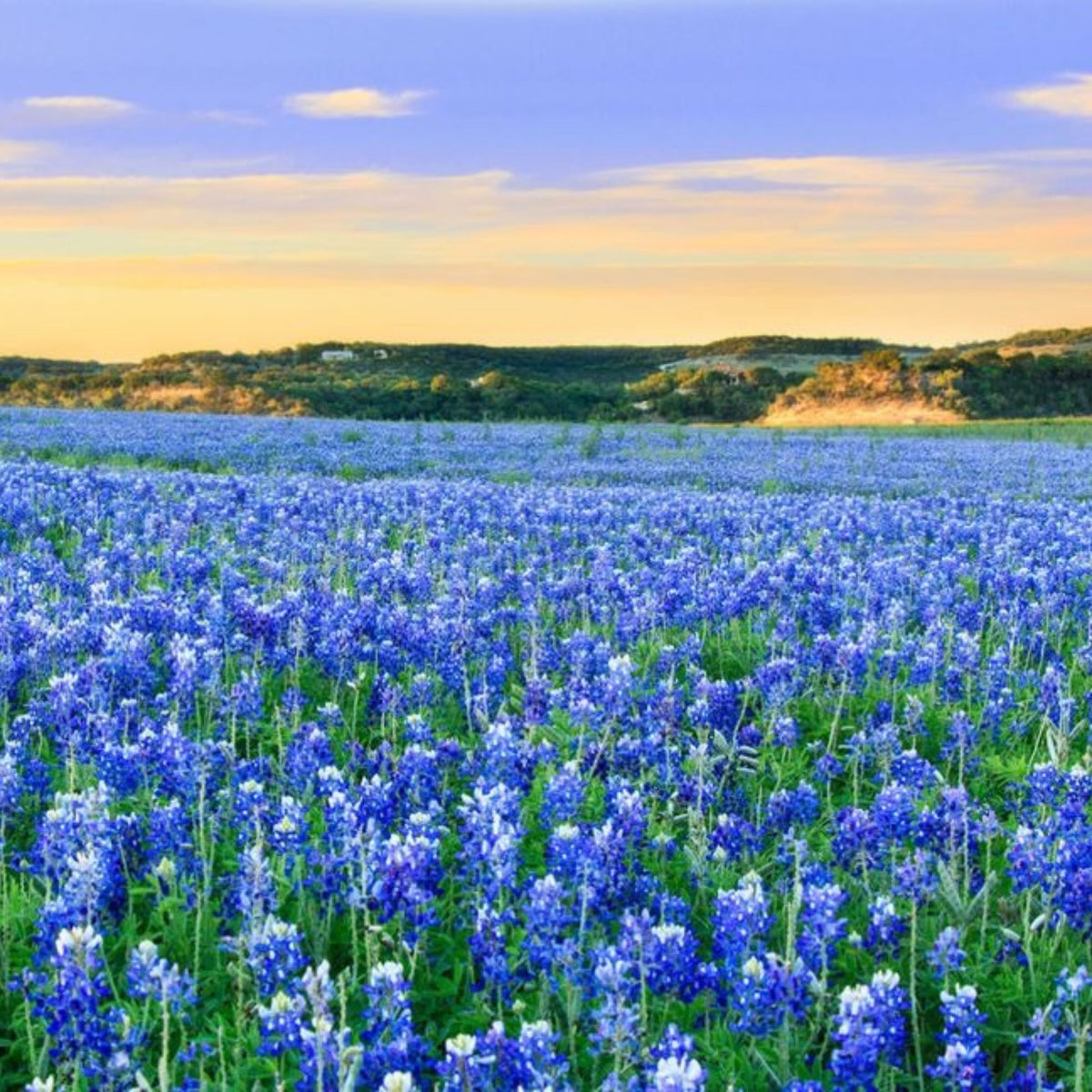 Texas Blue Bonnet Lupine Seeds - Bluebonnet