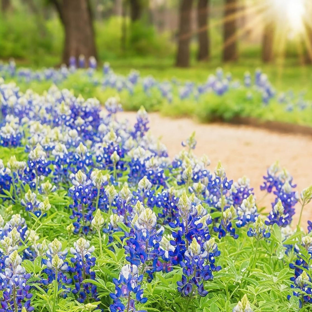 Texas Blue Bonnet Lupine Seeds - Bluebonnet