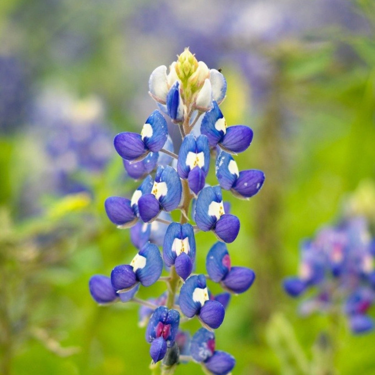 Texas Blue Bonnet Lupine Seeds - Bluebonnet