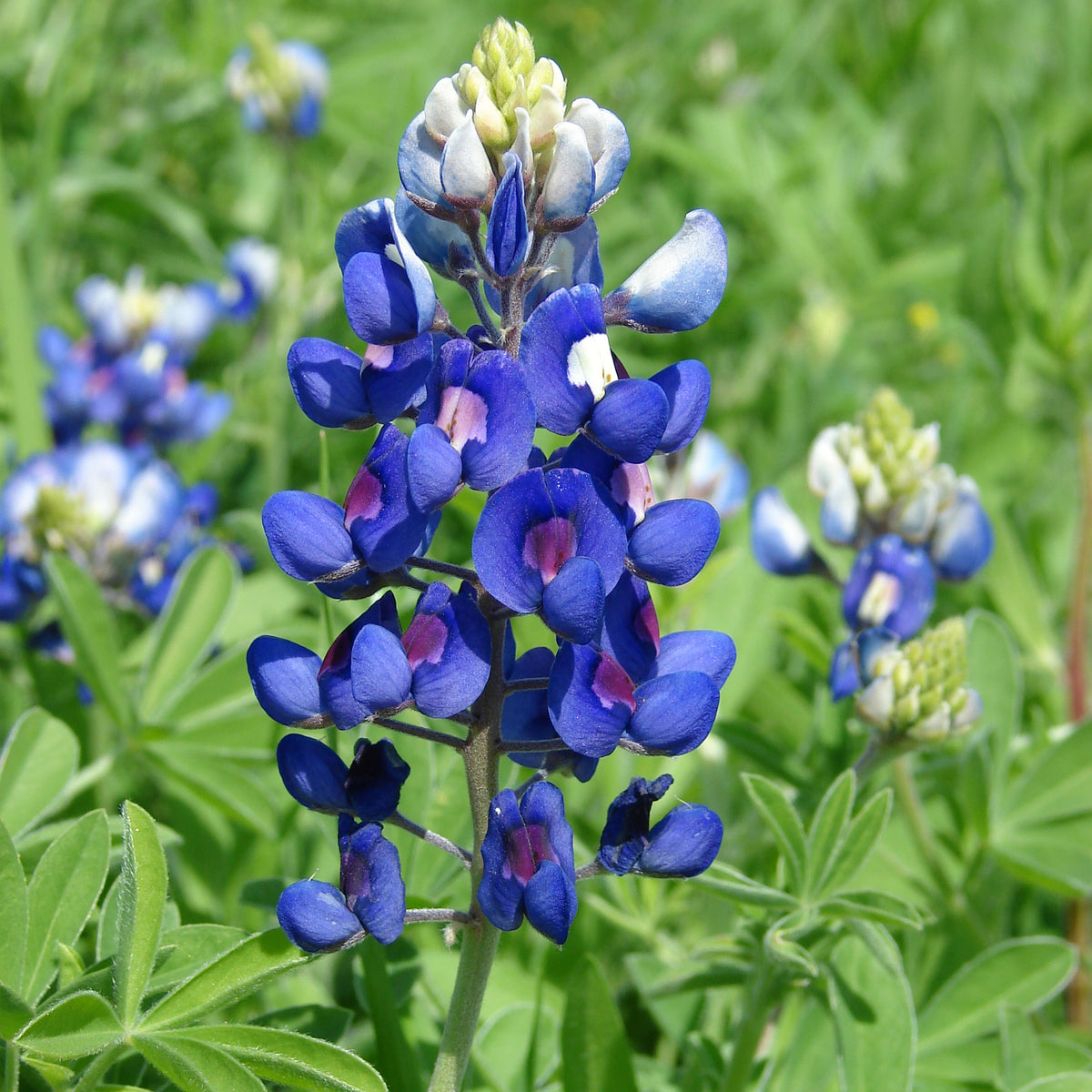 Texas Blue Bonnet Lupine Seeds