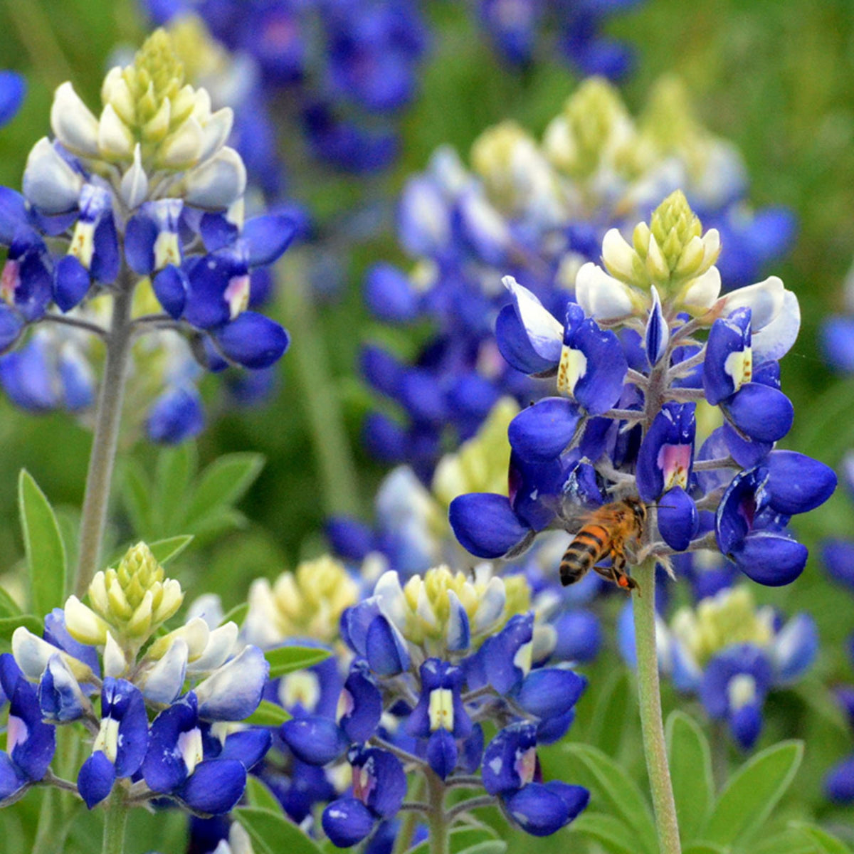 Texas Blue Bonnet Lupine Seeds