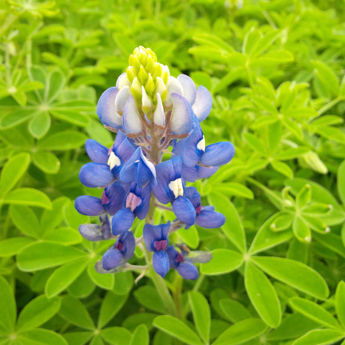 Texas Blue Bonnet Lupine Seeds