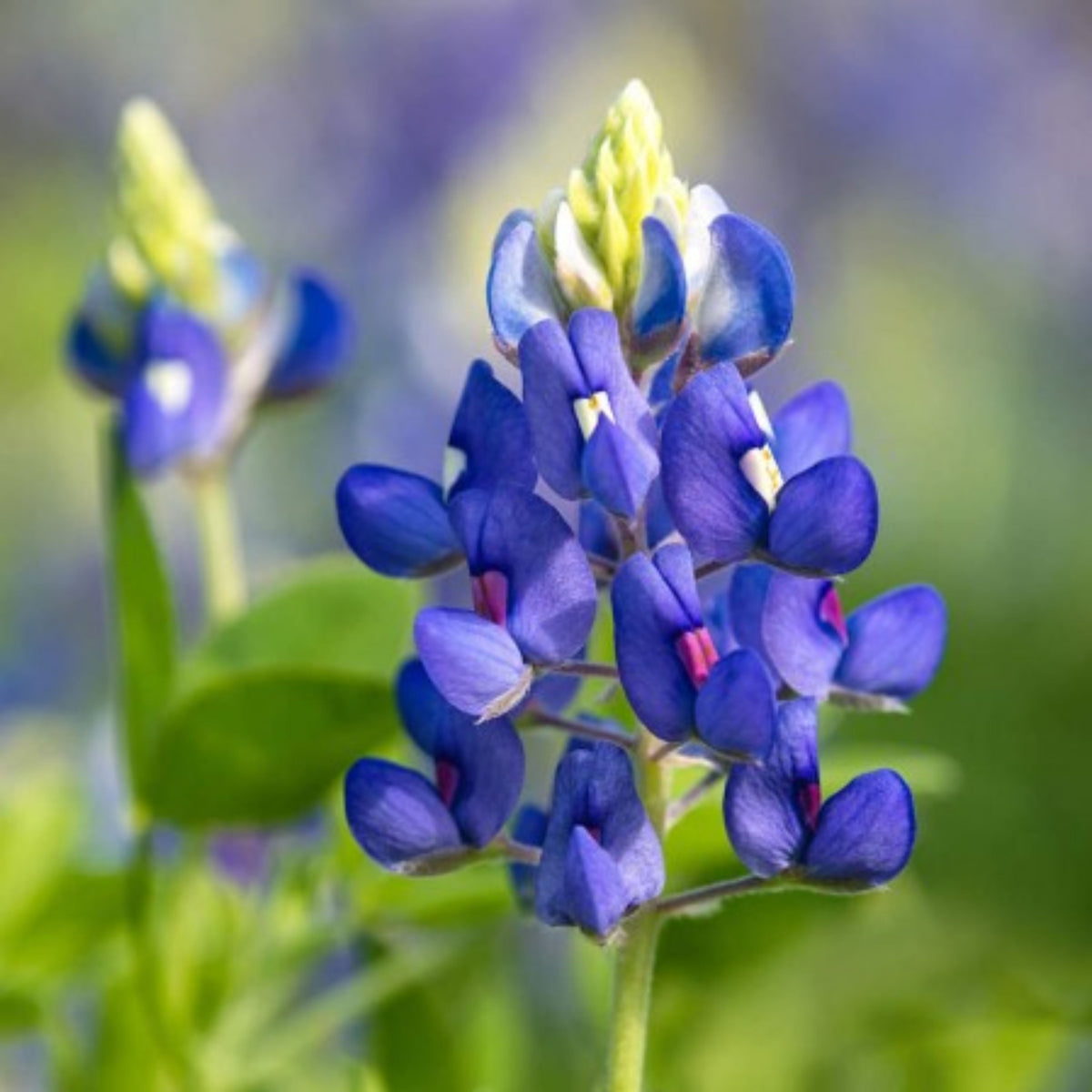Texas Blue Bonnet Lupine Seeds