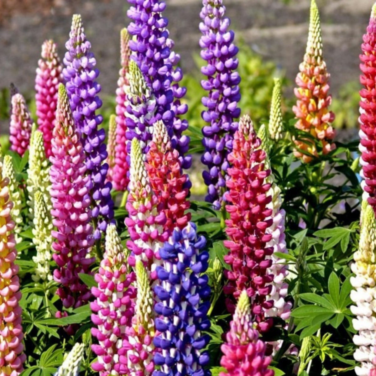 Polyphyllus Mix Lupinus Seeds - Lupine Seeds, Bluebonnet