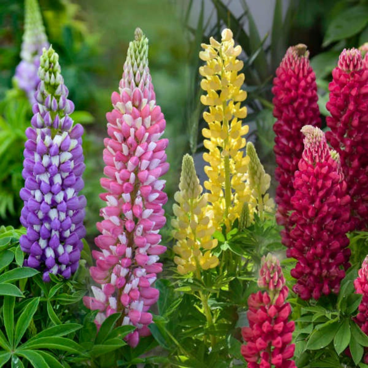 Polyphyllus Mix Lupinus Seeds - Lupine Seeds, Bluebonnet