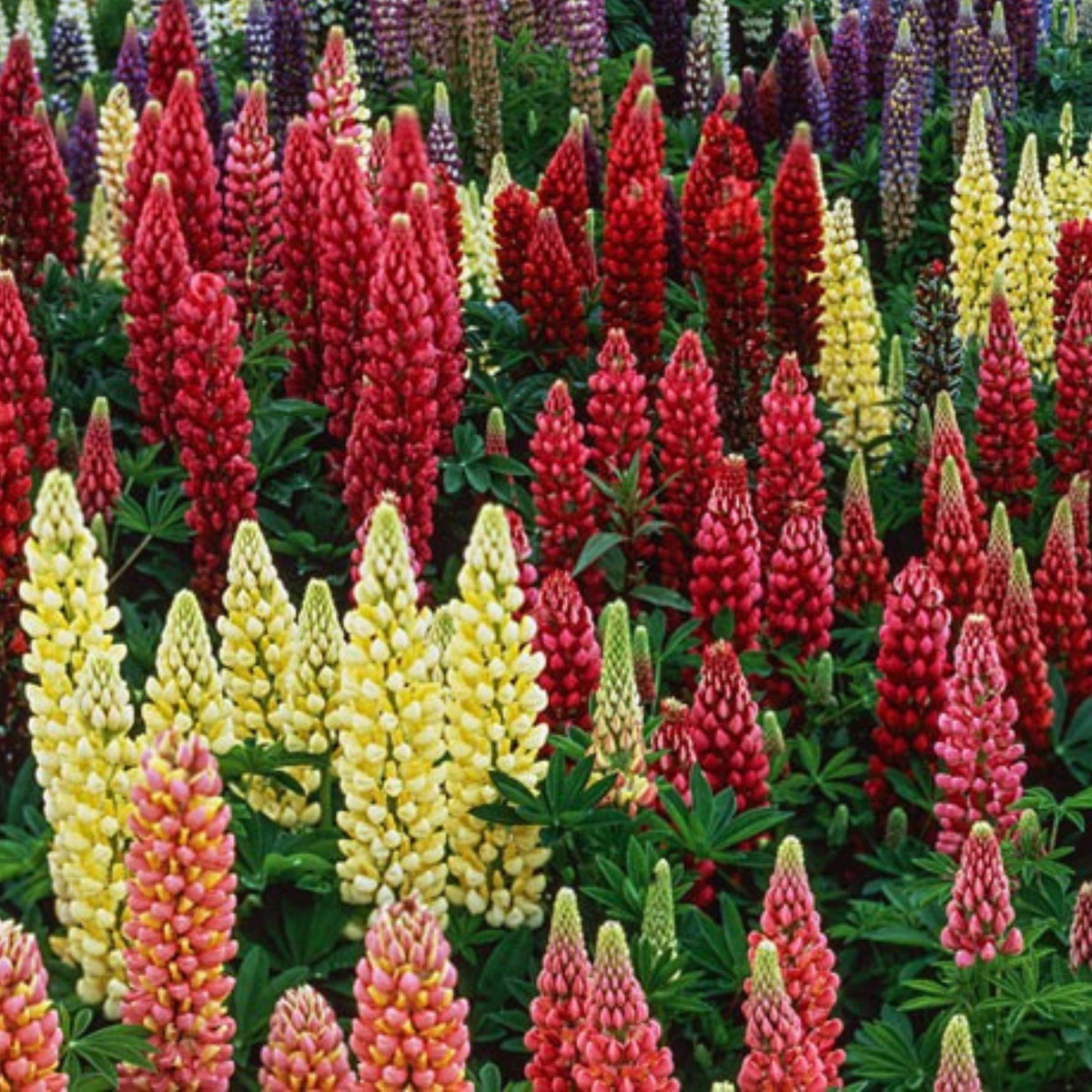 Polyphyllus Mix Lupinus Seeds