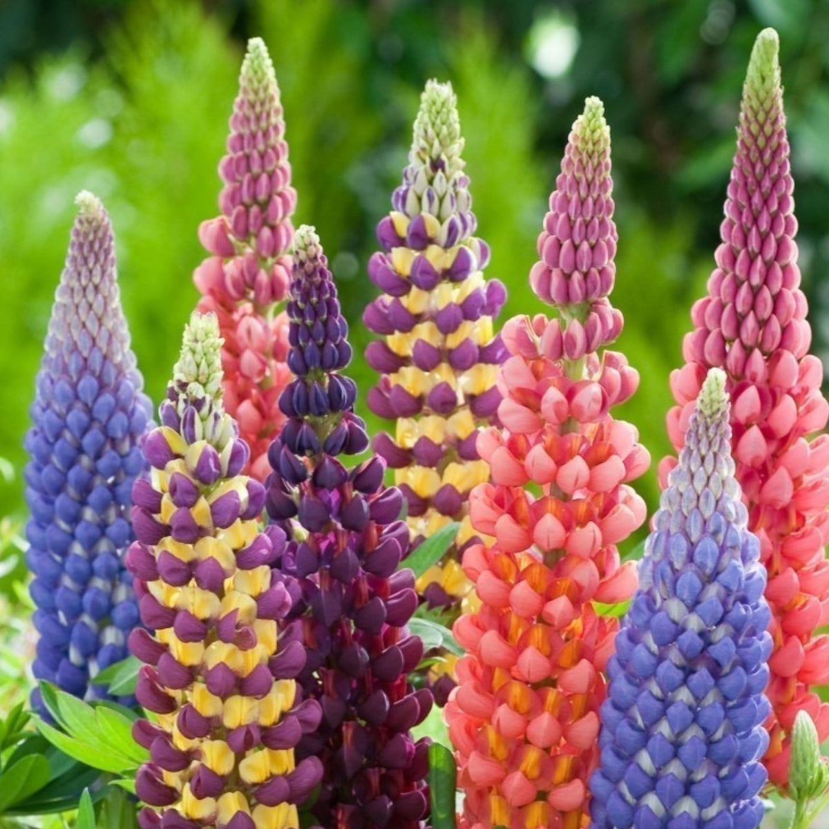 Polyphyllus Mix Lupinus Seeds