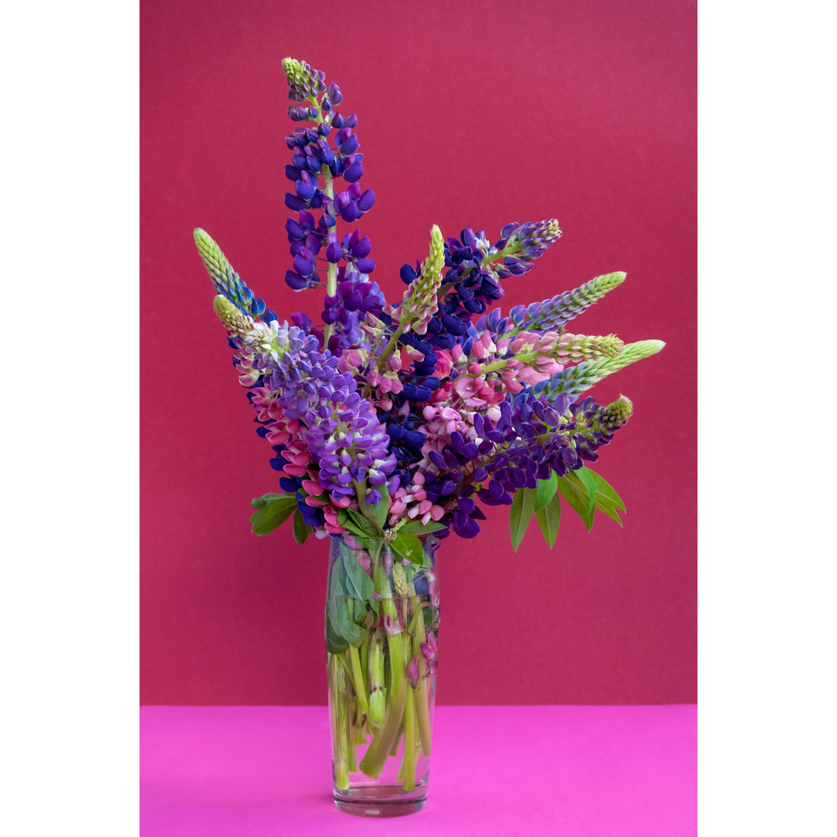 Polyphyllus Mix Lupinus Seeds - Lupine Seeds, Bluebonnet