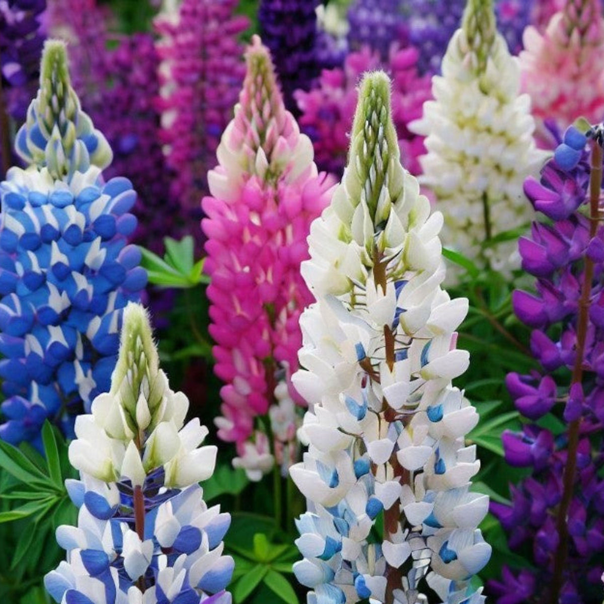 Polyphyllus Mix Lupinus Seeds - Lupine Seeds, Bluebonnet
