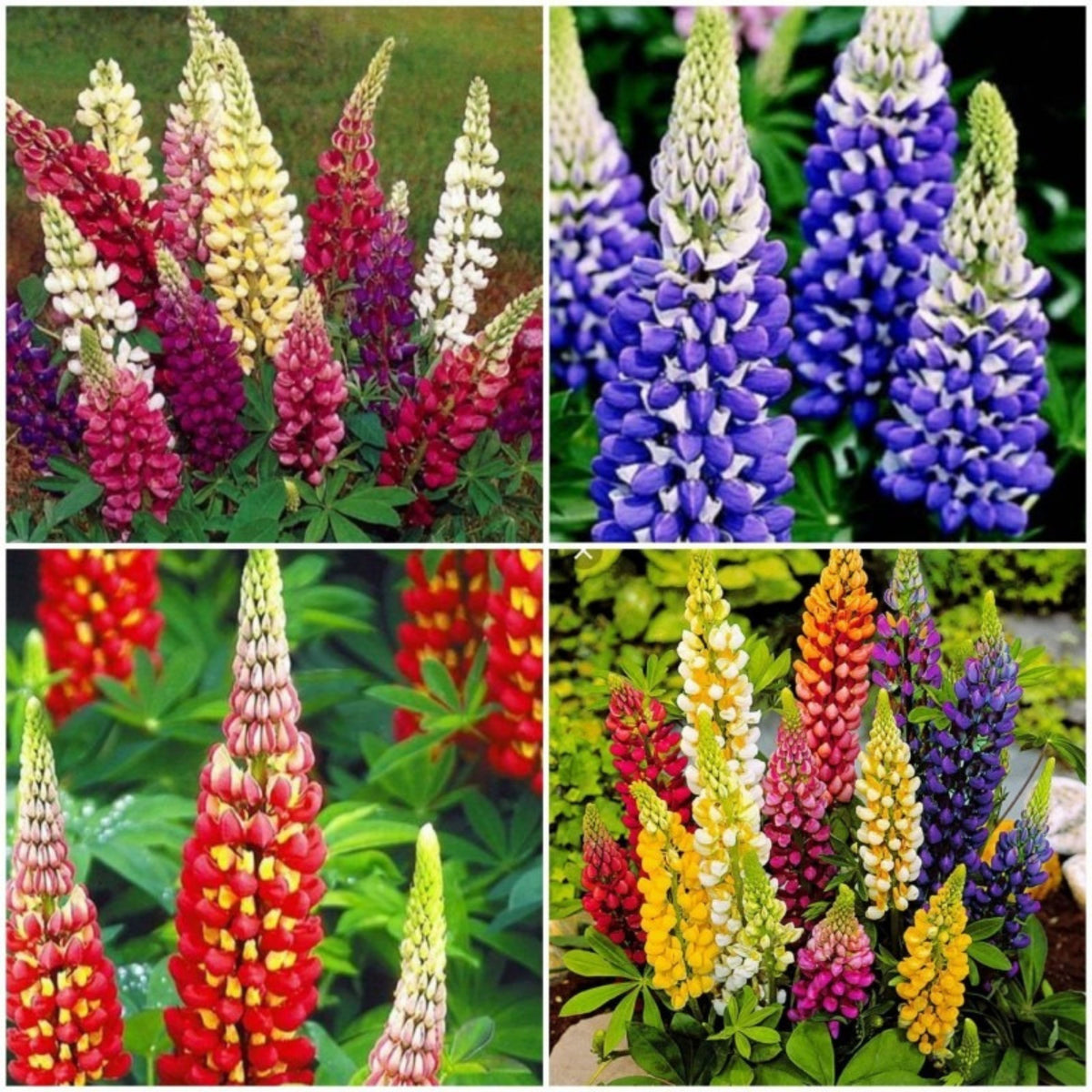 Polyphyllus Mix Lupinus Seeds - Lupine Seeds, Bluebonnet
