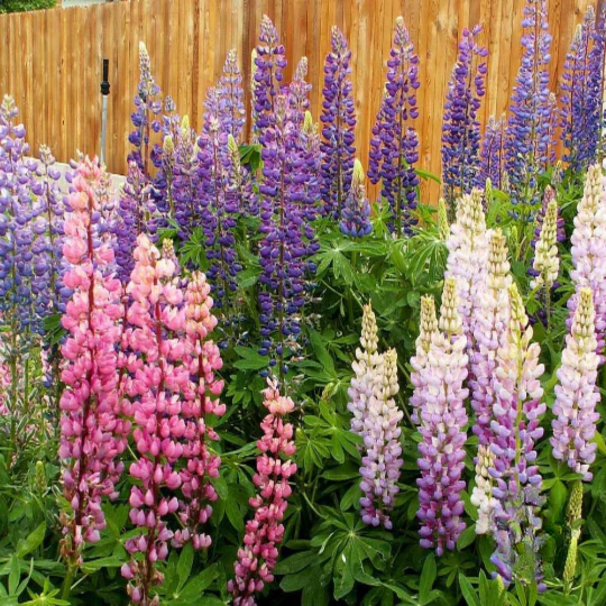 Polyphyllus Mix Lupinus Seeds