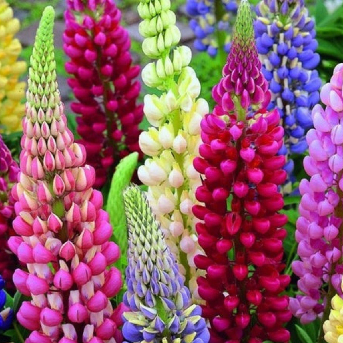 Polyphyllus Mix Lupinus Seeds