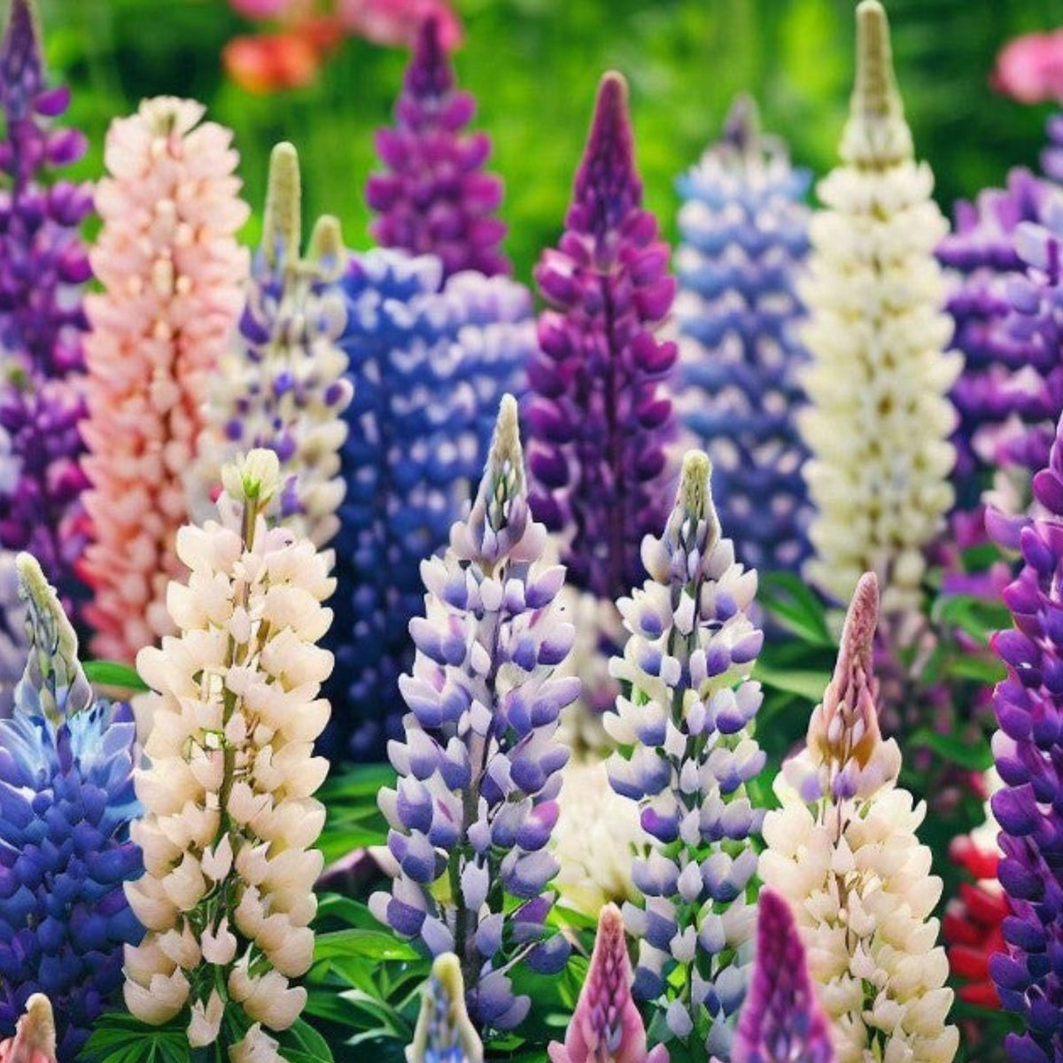 Polyphyllus Mix Lupinus Seeds - Lupine Seeds, Bluebonnet