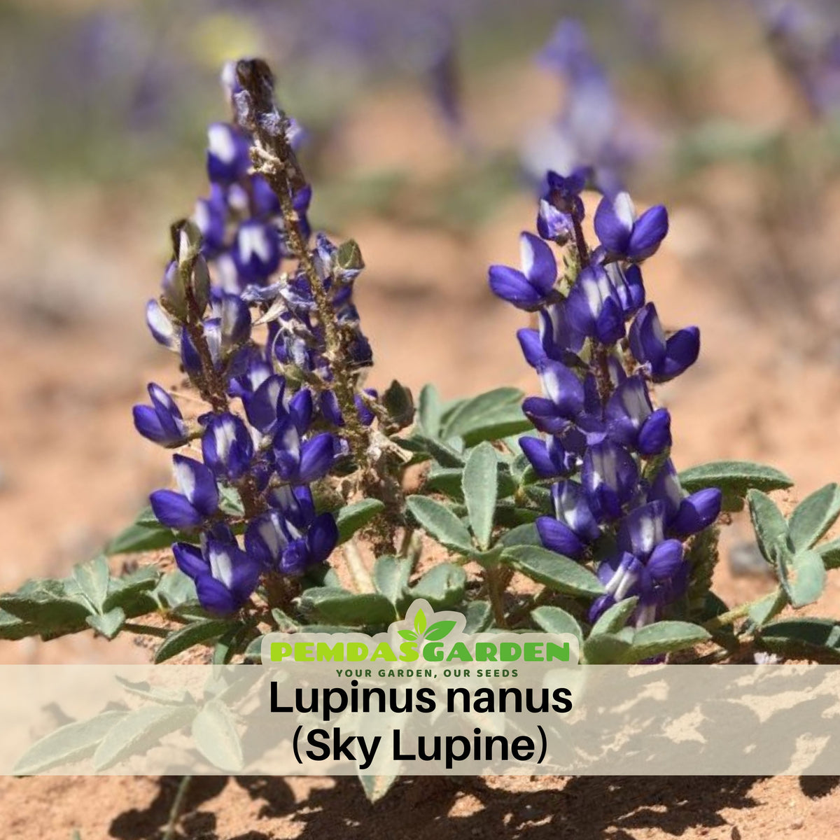 Lupinus Nanus (Sky Lupine) Seeds