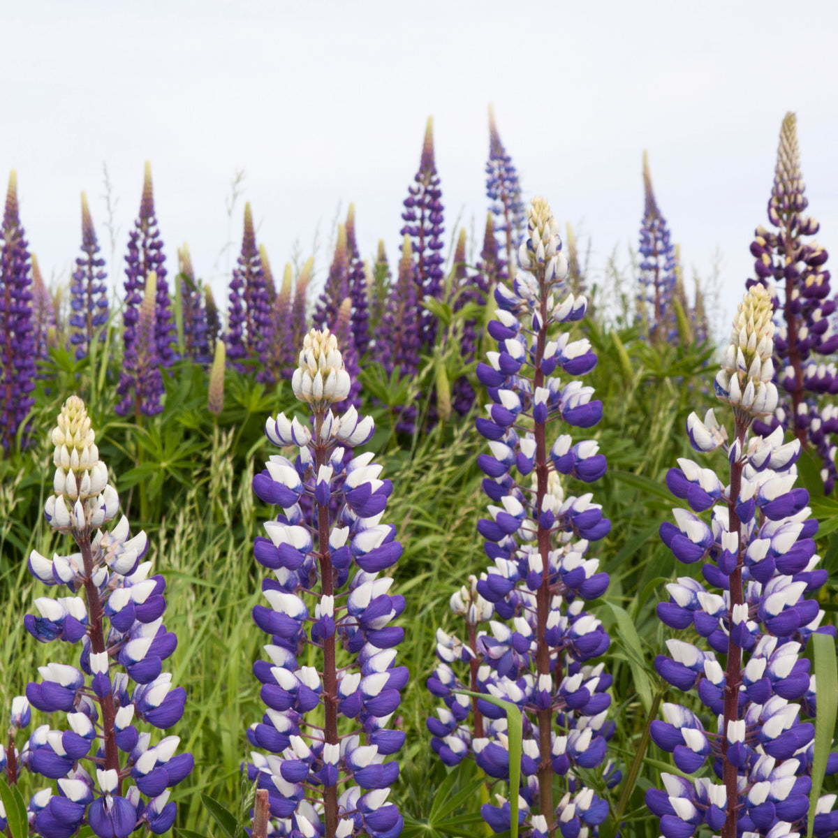 Lupinus Nanus (Sky Lupine) Seeds