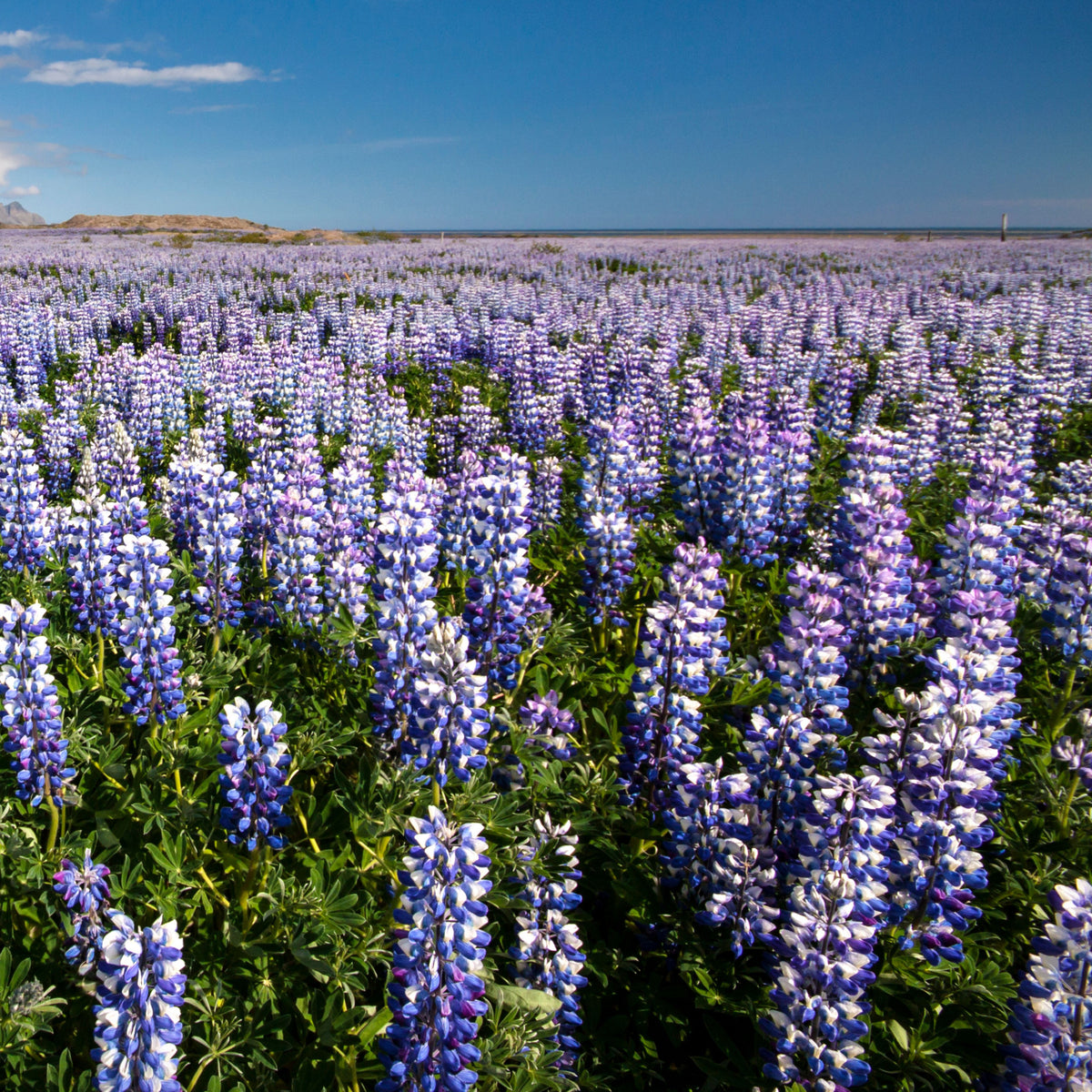 Lupinus Nanus (Sky Lupine) Seeds