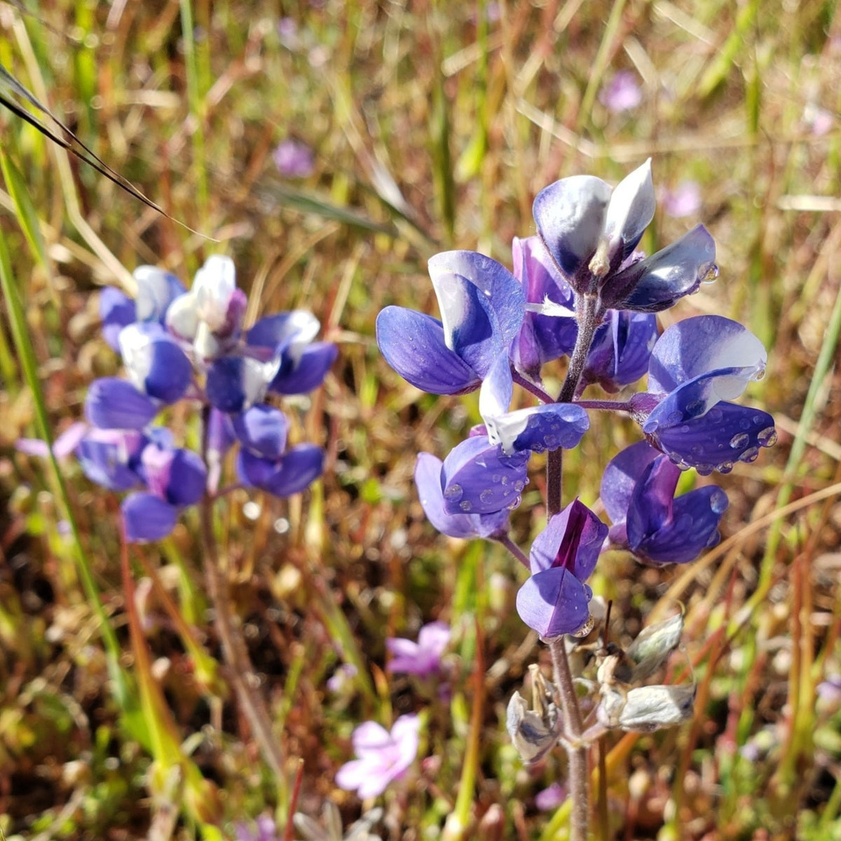 Lupinus Nanus (Sky Lupine) Seeds