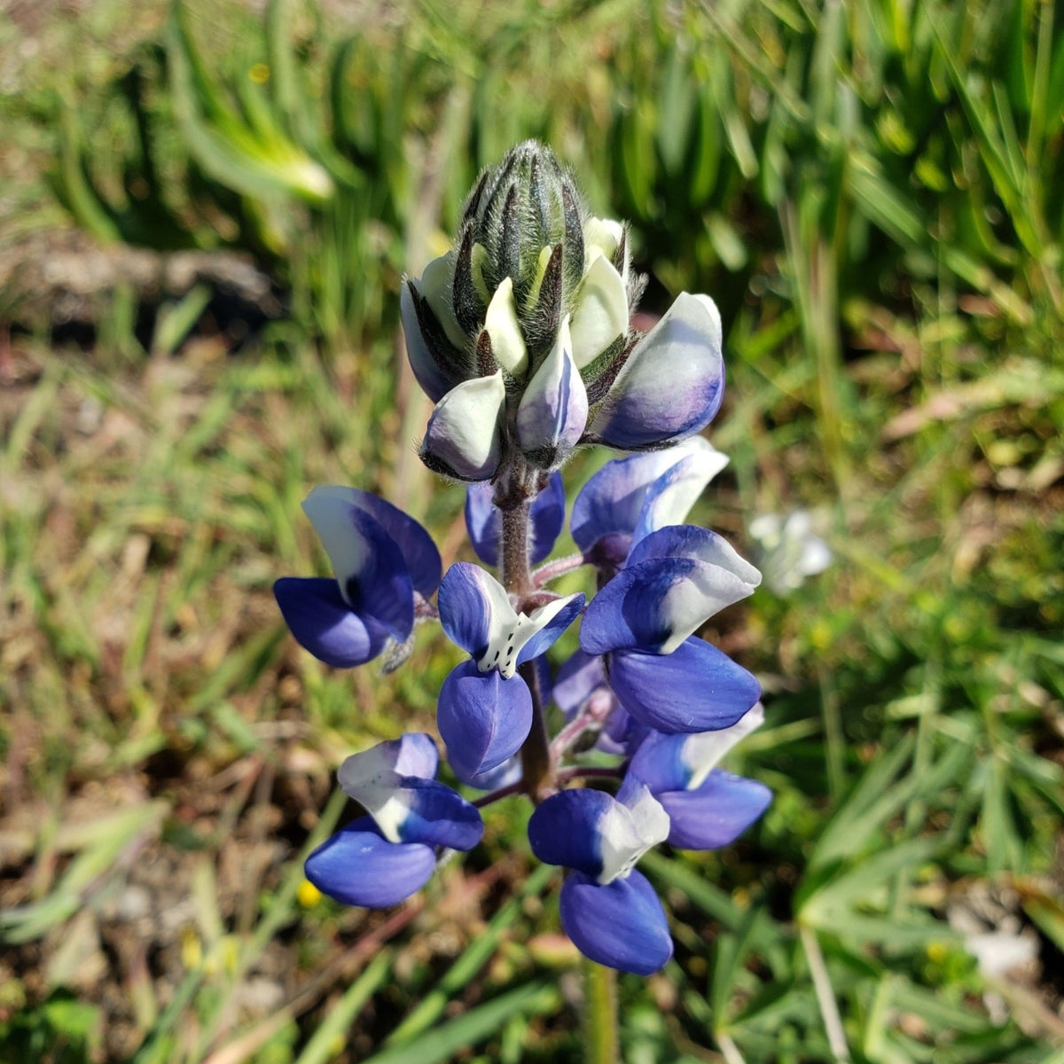 Lupinus Nanus (Sky Lupine) Seeds