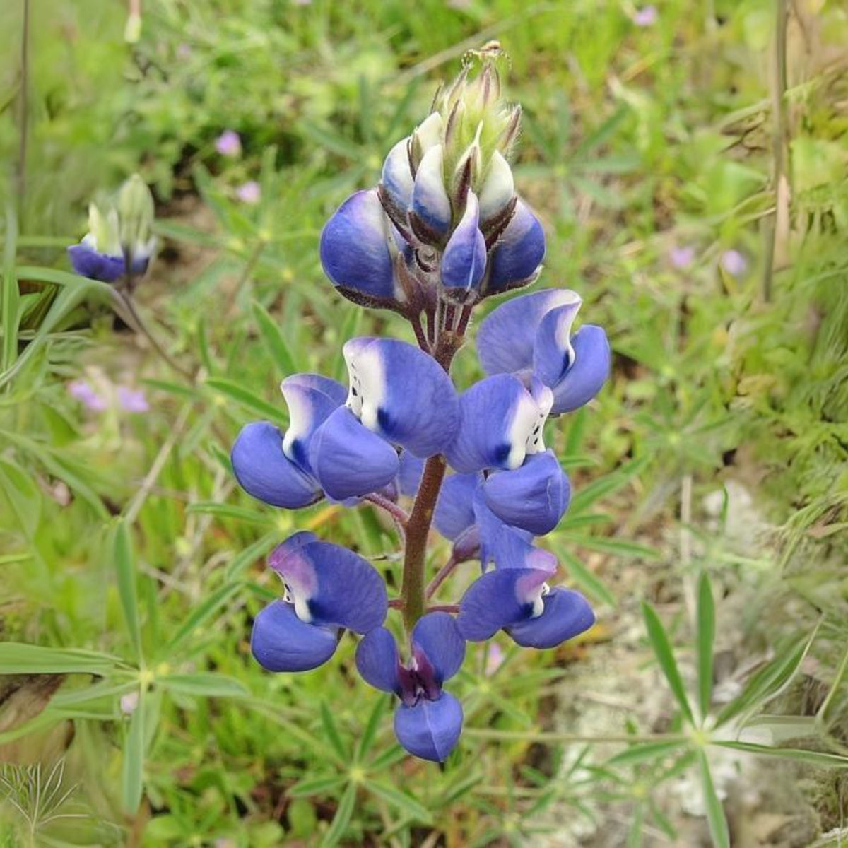 Lupinus Nanus (Sky Lupine) Seeds