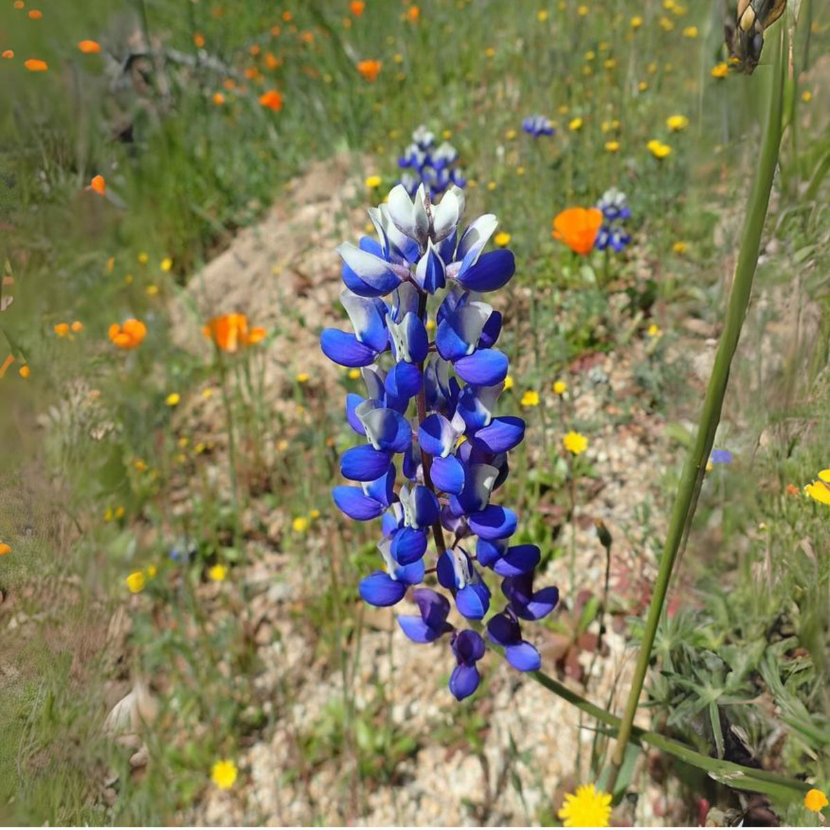 Lupinus Nanus (Sky Lupine) Seeds