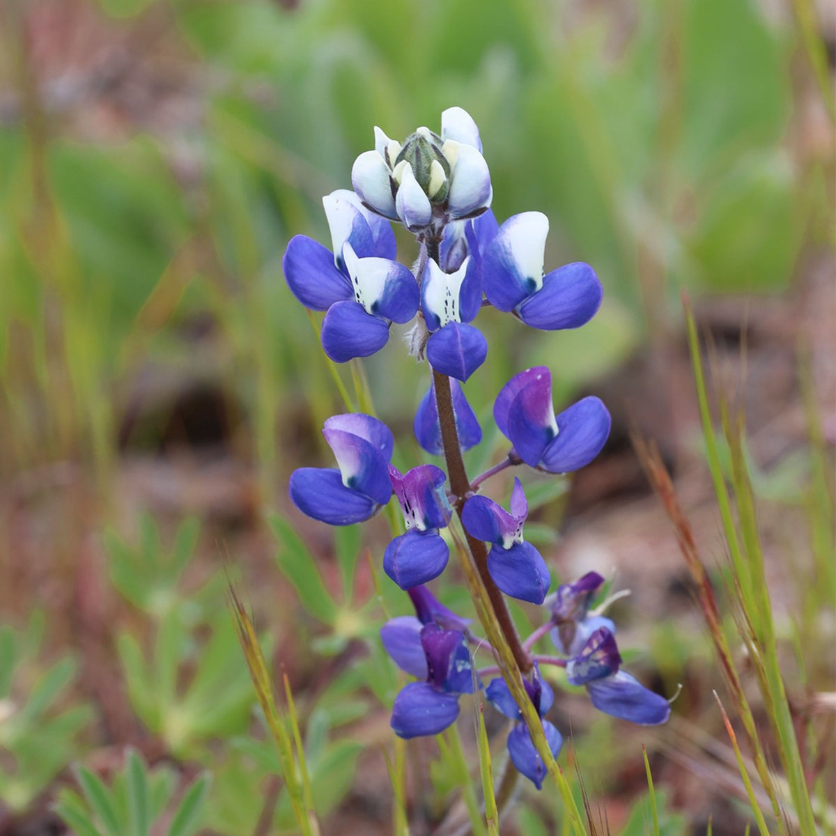 Lupinus Nanus (Sky Lupine) Seeds