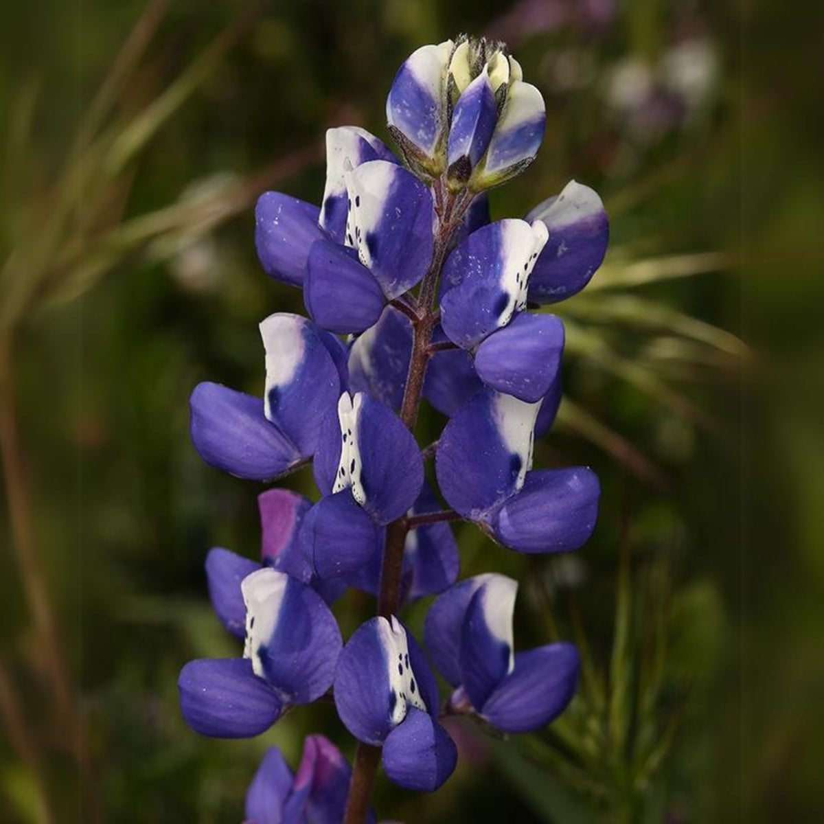 Lupinus Nanus (Sky Lupine) Seeds