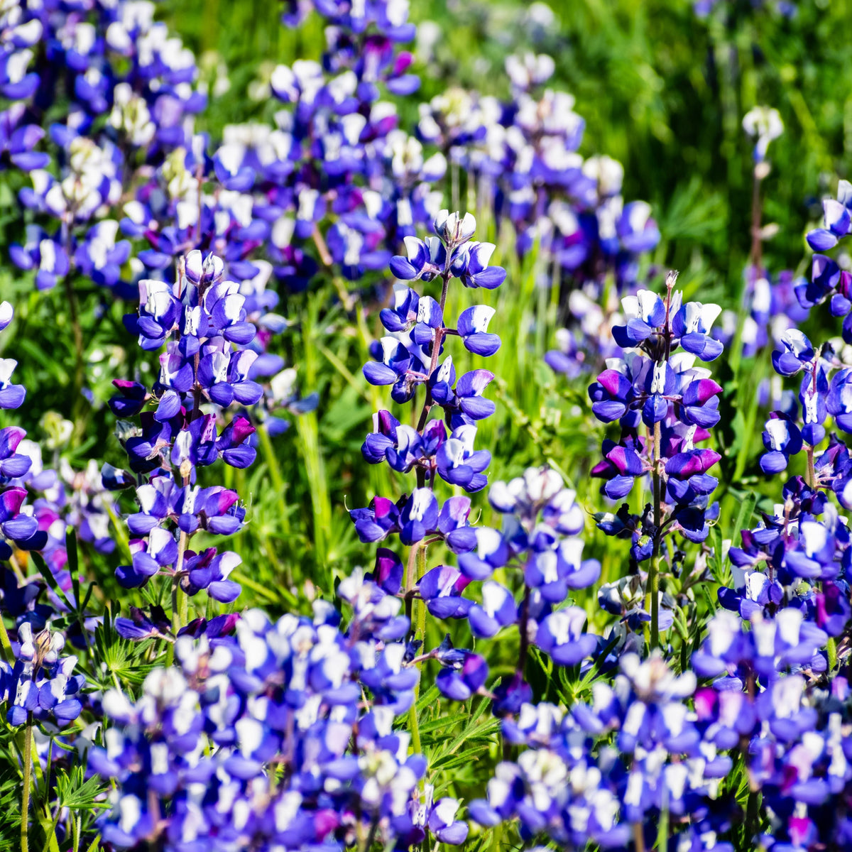 Lupinus Nanus (Sky Lupine) Seeds