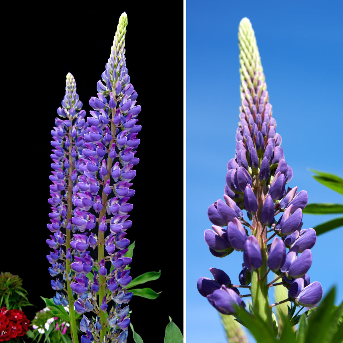 Lupinus Nanus (Sky Lupine) Seeds, Bluebonnet