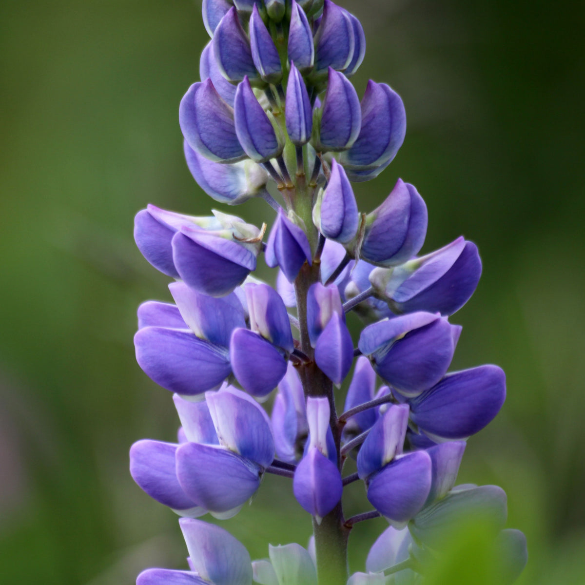 Lupinus Nanus (Sky Lupine) Seeds