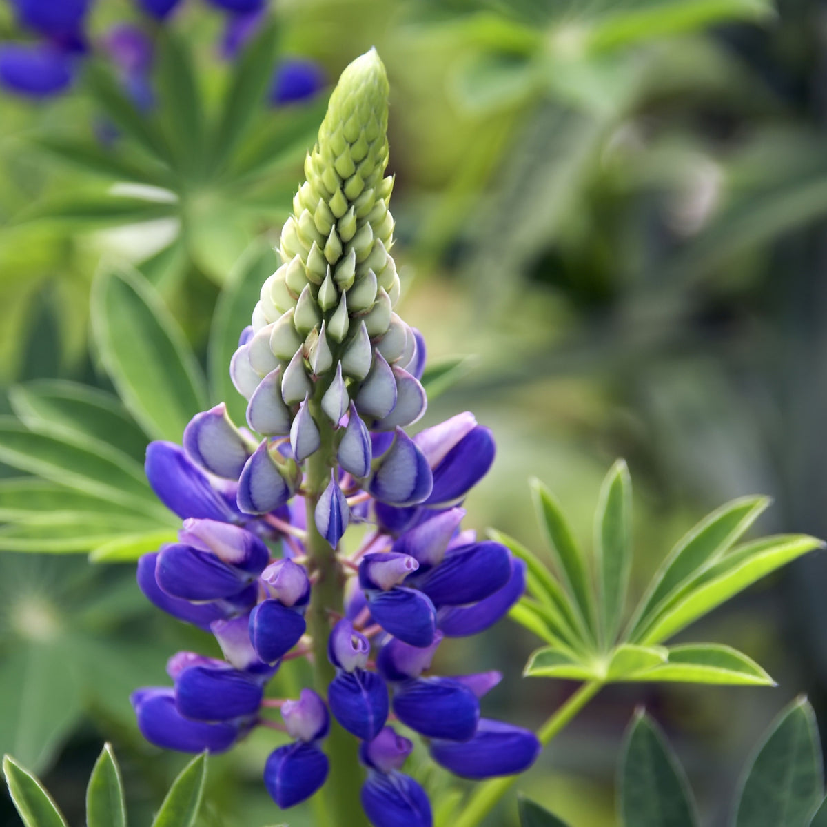 Lupinus Nanus (Sky Lupine) Seeds
