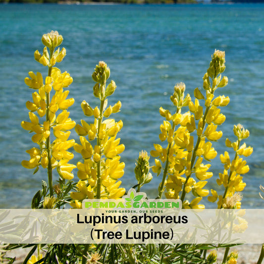 Lupinus Arboreus (Tree Lupine) Seeds