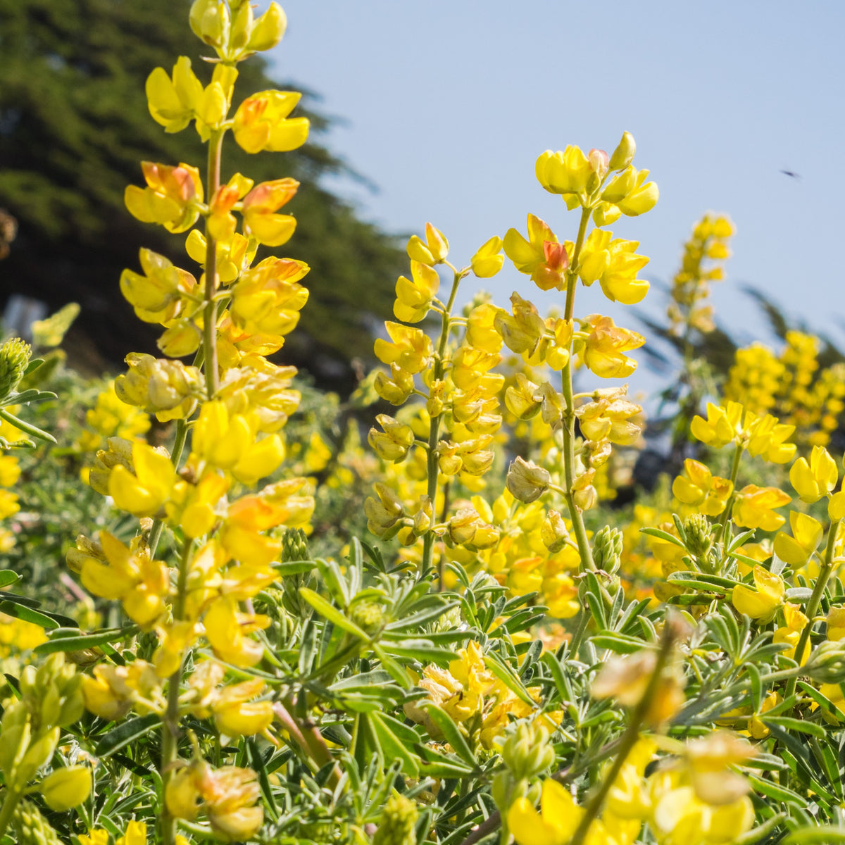 Lupinus Arboreus (Tree Lupine) Seeds, Bluebonnet