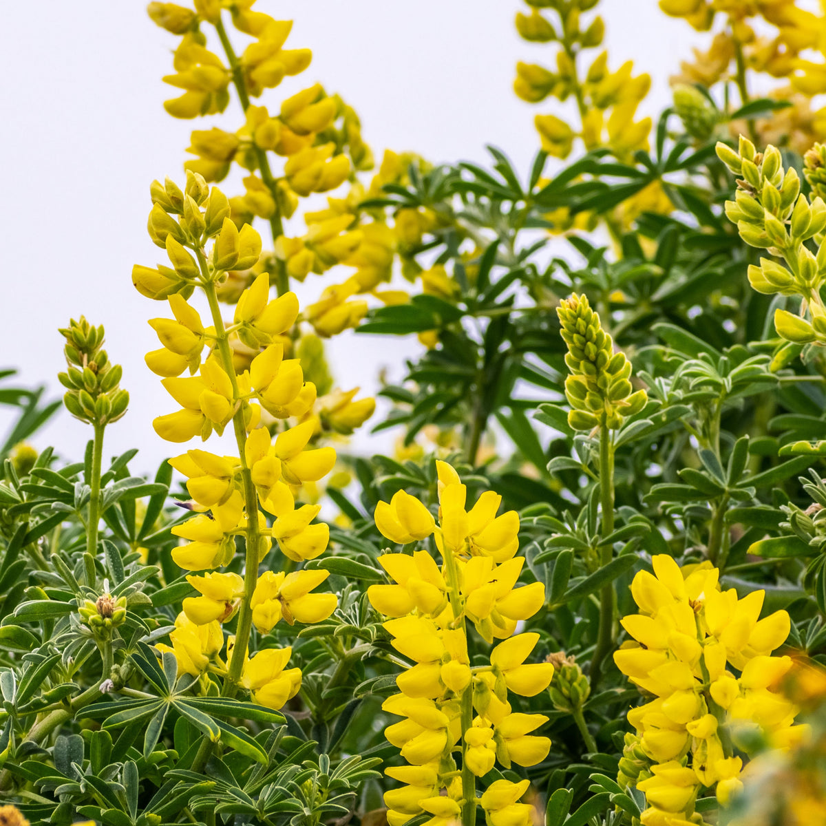 Lupinus Arboreus (Tree Lupine) Seeds, Bluebonnet
