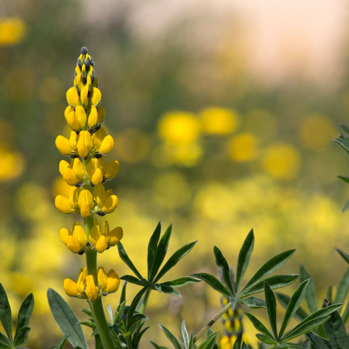Lupinus Arboreus (Tree Lupine) Seeds