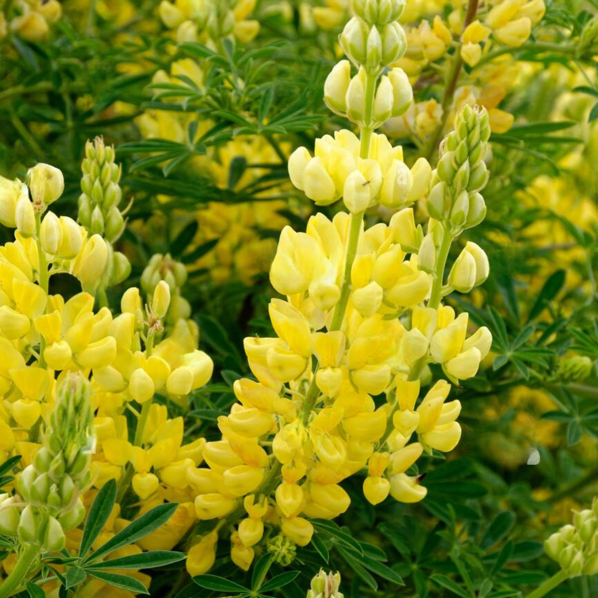 Lupinus Arboreus (Tree Lupine) Seeds, Bluebonnet