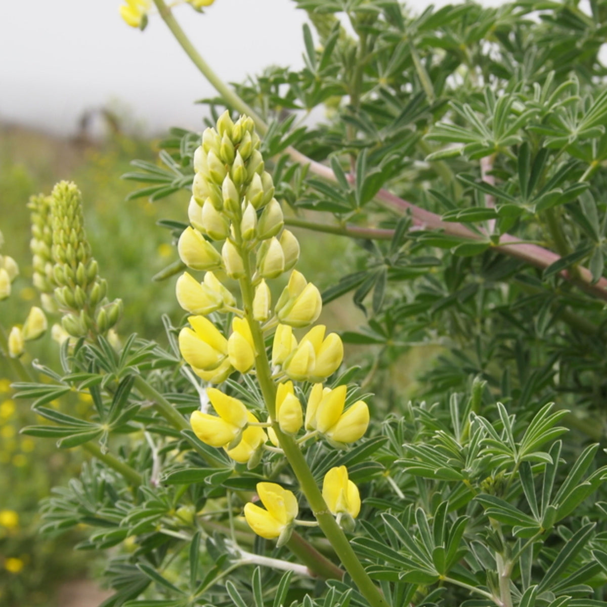 Lupinus Arboreus (Tree Lupine) Seeds, Bluebonnet